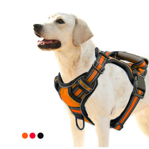 How to Fit a No-Pull Harness So It Actually Stops the Pulling