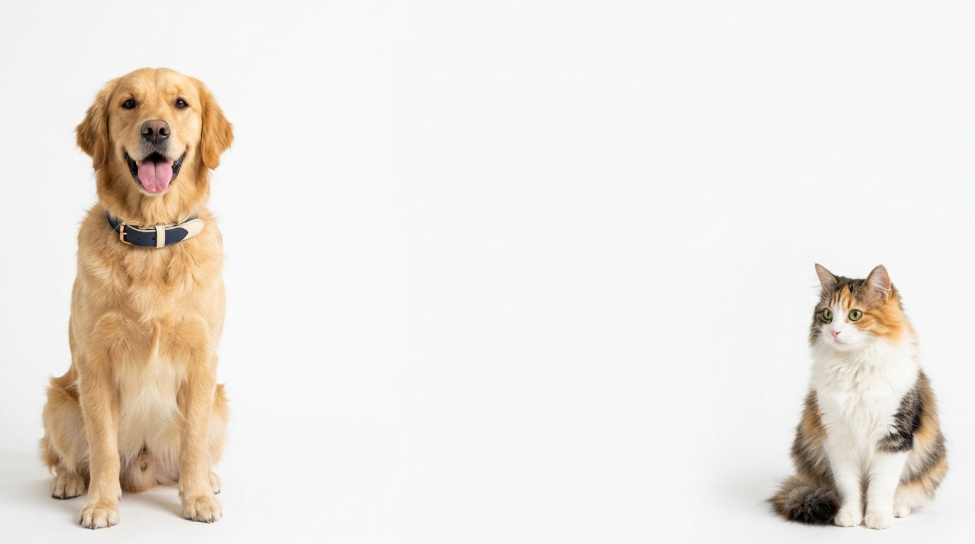 A golden retriever and cat framing curated pet care